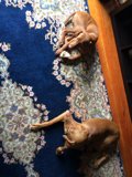 Two Canine Companions Enjoying a Cozy Space
