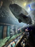 Marine Majesty: The Encounter
