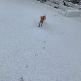 Winter Walk