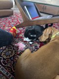 Furry Best Friends