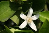 Blossoming on the Branches