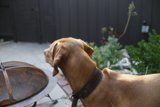 Curious Vizsla