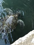 Majestic Sea Turtle