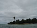 Lone Palm Tree on a Tropical Island
