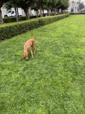 A Canine's Stroll