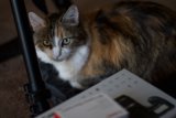 Calico Cat Watching Over the Camera