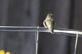 A Quiet Perch