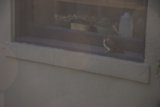 Window Watcher