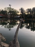 Giraffes by the Summer Pond