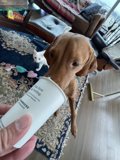 Inquisitive Beagle