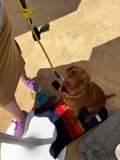 A Loyal Companion