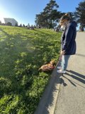 Leisurely Stroll with Furry Friend