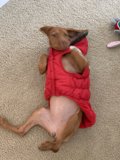 Stylish Pup