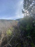 Walk in the Woods