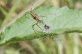 Dance of the Garden Spider