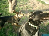 Canine Companions on the Grass