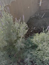 Purple Lavender Blooms in Garden Setting