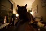 Black Cat Lounging in a Cozy Living Room