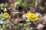 Wild Yellow Blooms on Mount Diablo's Sunlit Slopes
