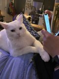 Cozy Couch Companion