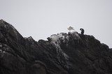 Seagull and Cormorant Share Rocky Coastal Perch