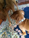 Puppy Playdate