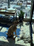Furry Friends Pose for a Picture on the Living Room Rug