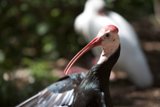 Majestic White-Headed Bird with a Long Beak