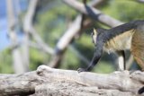 Surprised Monkey