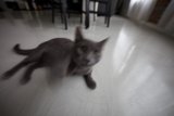 Serene Feline on Hardwood Flooring