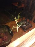 The Praying Mantis on Glass Table