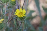 Vibrant Yellow Wildflower Blooming at Mount Diablo