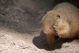 Jackalope: An Enigma of the Prairie