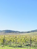 Rolling Hills and Vines