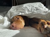 Cozy Canine in Santa Fe