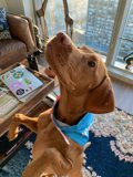 Man's Best Friend in the Living Room
