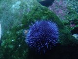 Purple Sea Urchin