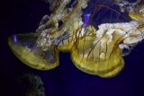 Mystical Wonders Under The Sea
