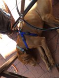 Furry Friend Resting Near Accessories
