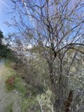 A Dog's Walk Through the Wilderness