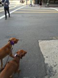 Dogs Strolling Through LA
