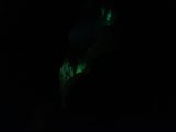 Dancing with the Northern Lights