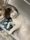 Cozy Cats in a Cage
