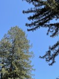 Moonlit Tree Grove in Guerneville