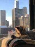 Urban Cat Nap