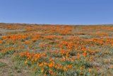 Fields of Poppies