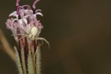 Garden Spider on a Daisy