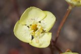 Bright and Spotted Bloom