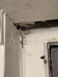 Webbed Corners