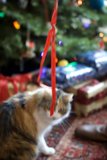 Feline Festivities